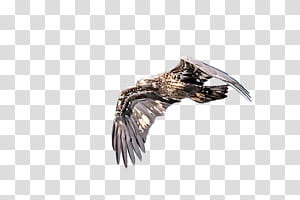 Feather, Eagle, Wing, Bird Of Prey, Metal transparent background PNG clipart thumbnail