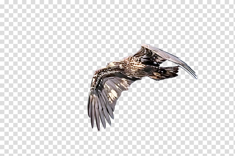 Feather, Eagle, Wing, Bird Of Prey, Metal transparent background PNG clipart