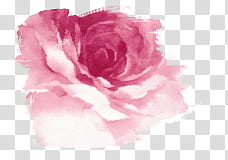 Small Floral Texture, pink rose transparent background PNG clipart