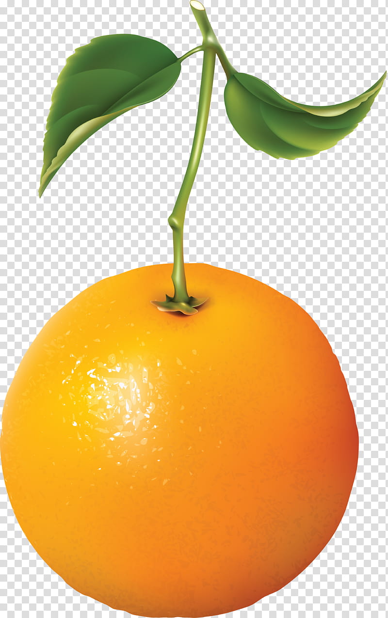 Lemon Tree, Orange, Bitter Orange, Tangerine, Mandarin Orange, Clementine, Orange Blossom, Citrus transparent background PNG clipart