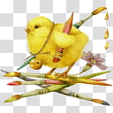 TNBrat Easter Chickies , yellow bird illustration transparent background PNG clipart