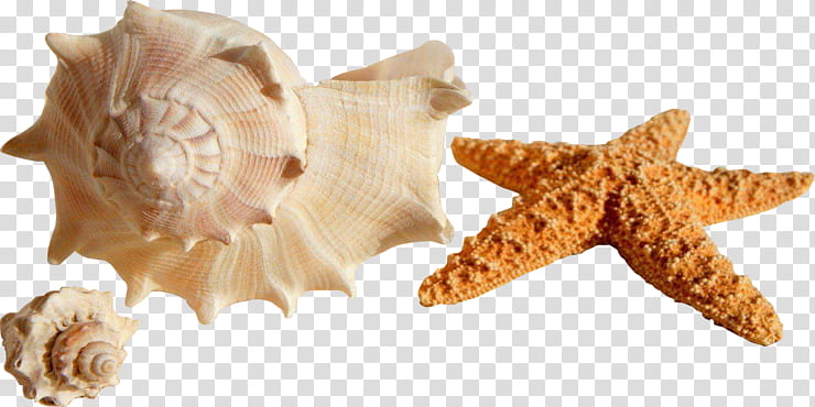 Snail, Seashell, Shore, Mollusc Shell, Conch, Bivalvia, Seashell Resonance, Shell Beach transparent background PNG clipart