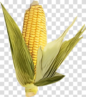 corn on the cob corn kernels sweet corn corn corn on the cob, Watercolor, Paint, Wet Ink, Yellow, Food Grain, Vegetarian Food, Plant transparent background PNG clipart thumbnail