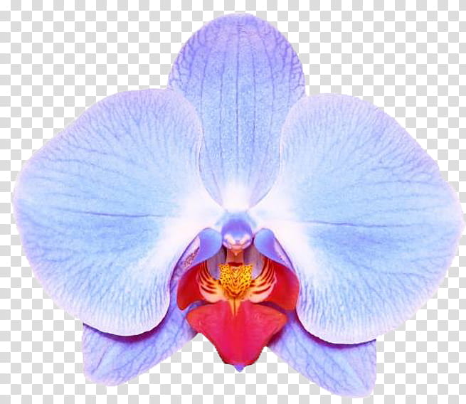 Blue Iris Flower, Moth Orchids, Vanda Coerulea, Green, Plants, Singapore Orchid, Petal, Violet transparent background PNG clipart