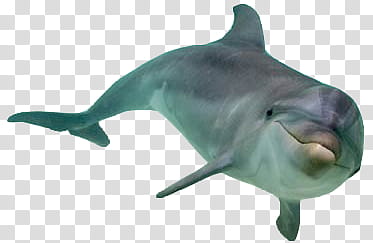 III, grey dolphin transparent background PNG clipart