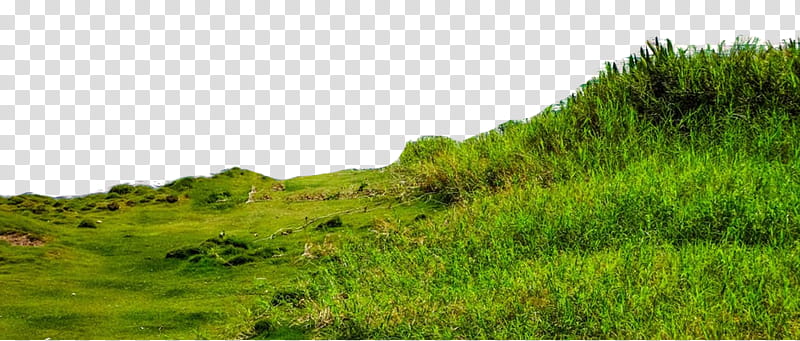 , green grass field transparent background PNG clipart