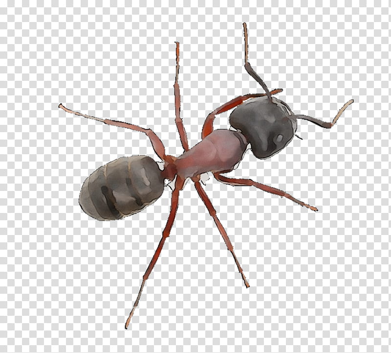 New York City, Ant, One Hour Pest Control, Weevil, Termite, Insect, Restaurant, Home transparent background PNG clipart