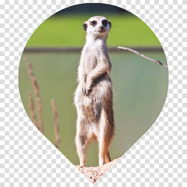 Meerkat Meerkat, Mongoose, Wildlife transparent background PNG clipart