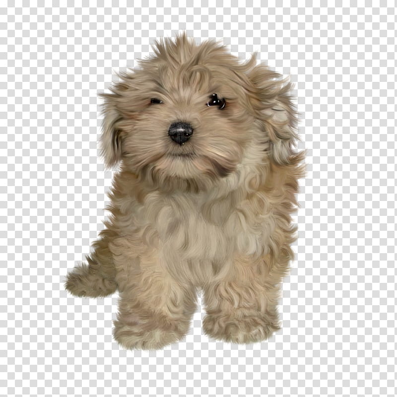 FREE Puppy , medium-coated white puppy transparent background PNG clipart