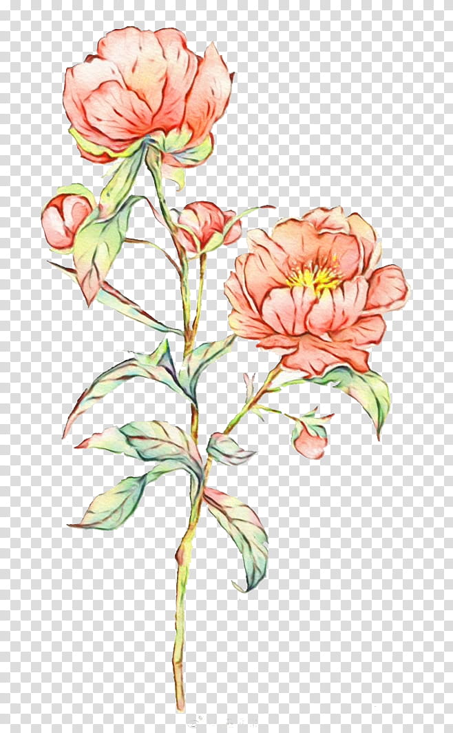 Watercolor Pink Flowers, Watercolor Painting, Rose, Watercolour Flowers, Drawing, Oil Paint, Plant, Common Peony transparent background PNG clipart