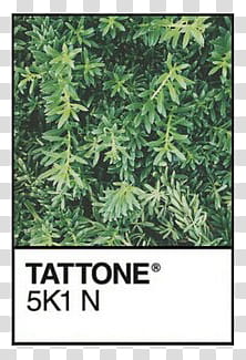 Pantone s, green plants Tattone K N illustration transparent background PNG clipart