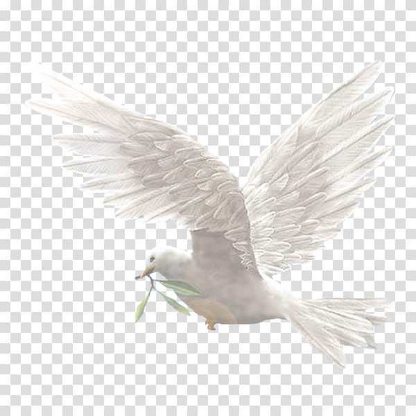 Bird, Homing Pigeon, Pigeons And Doves, Blog, Dream, Wing, Feather, Beak transparent background PNG clipart