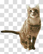 , brown cat illustration transparent background PNG clipart