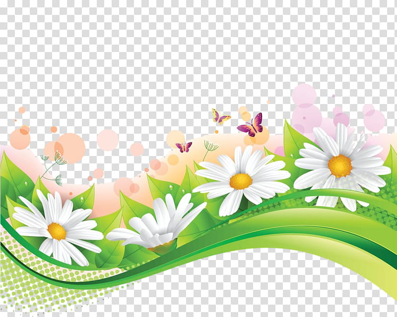 Daisy, Chamomile, Flower, Mayweed, Petal, Camomile, Plant transparent background PNG clipart