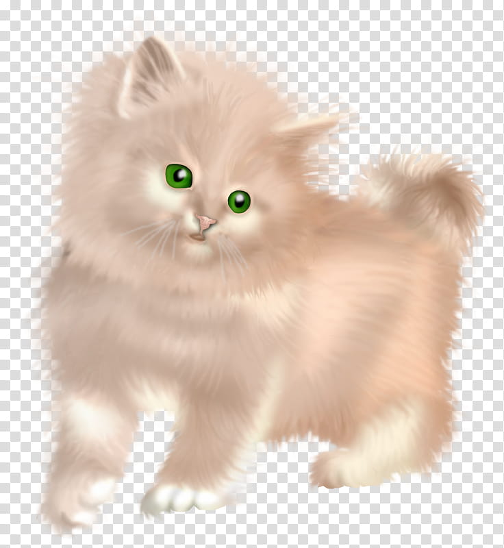 Cat And Dog, Persian Cat, Kitten, Asian Semilonghair, British Semilonghair, Napoleon Cat, Ragamuffin Cat, Cymric transparent background PNG clipart