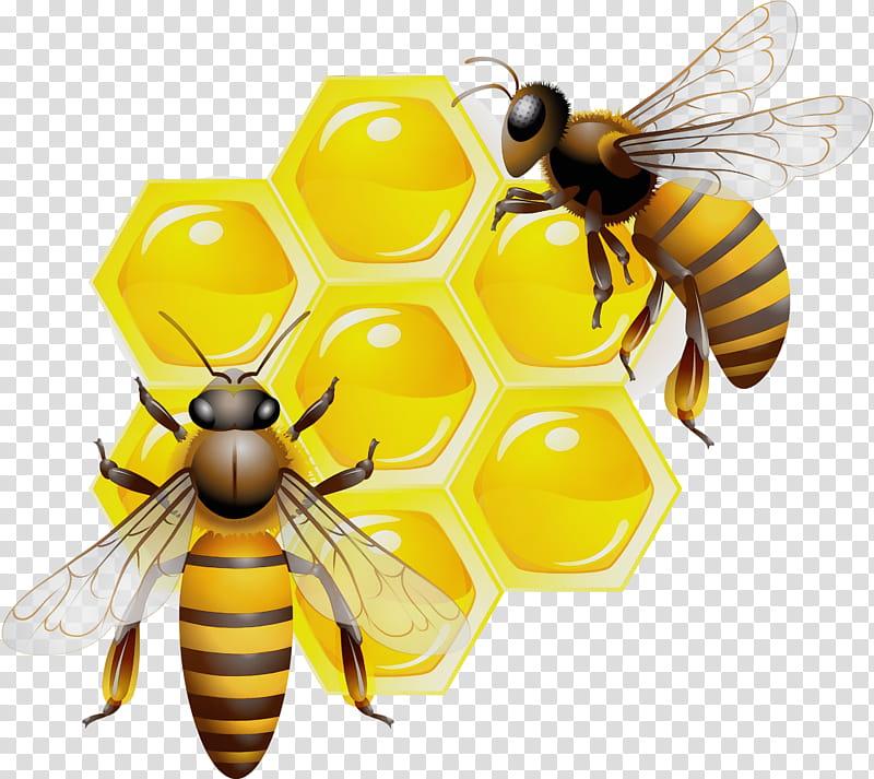 Honey, Watercolor, Paint, Wet Ink, Bee, Honey Bee, Honeycomb, Worker Bee transparent background PNG clipart
