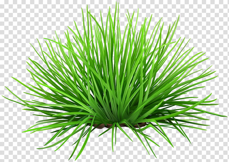 Drawing Of Family, Plant, Grass, Grass Family, Aquarium Decor, Wheatgrass, Sweet Grass, Herb transparent background PNG clipart