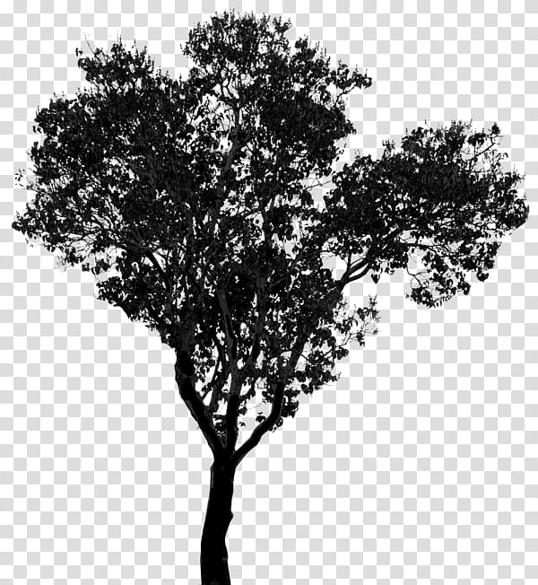 Oak Tree, San Casciano In Val Di Pesa, Library, Public Library, Public Art, Idea, Project, Competitive Examination transparent background PNG clipart