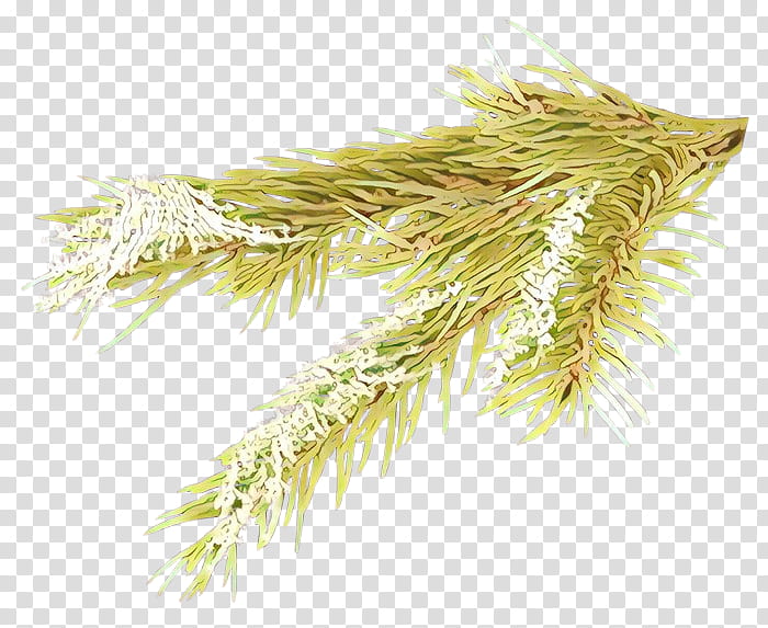 white pine grass plant tree grass family, Red Pine, Branch, Shortstraw Pine, Pine Family transparent background PNG clipart