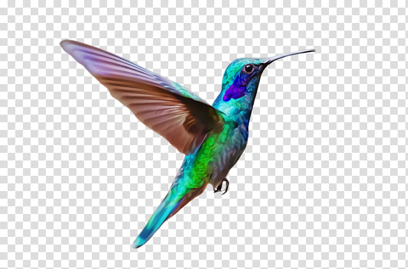 Hummingbird, Beak, Wing, Coraciiformes, Wildlife, Turquoise, Rufous Hummingbird transparent background PNG clipart