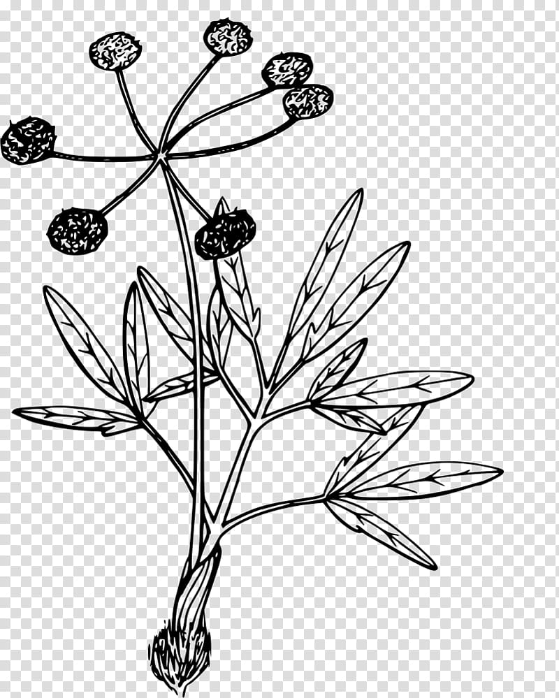 plant flower leaf pedicel plant stem, Line Art, Branch, Grass, Blackandwhite transparent background PNG clipart