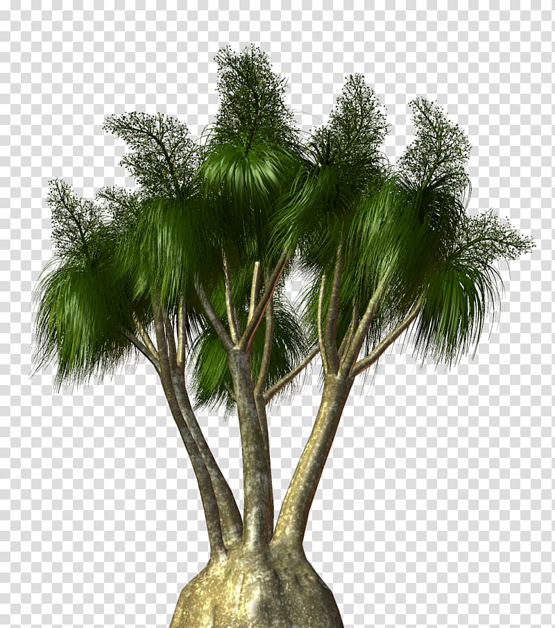 Palm Oil Tree, Asian Palmyra Palm, Palm Trees, Plants, Coconut, Woody Plant, Babassu, Houseplant transparent background PNG clipart