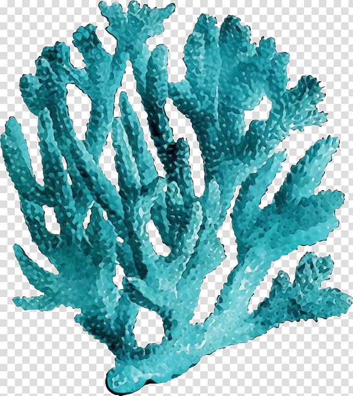 aquarium decor turquoise coral coral reef plant, Watercolor, Paint, Wet Ink, Flower, Fish Supply, Marine Invertebrates transparent background PNG clipart
