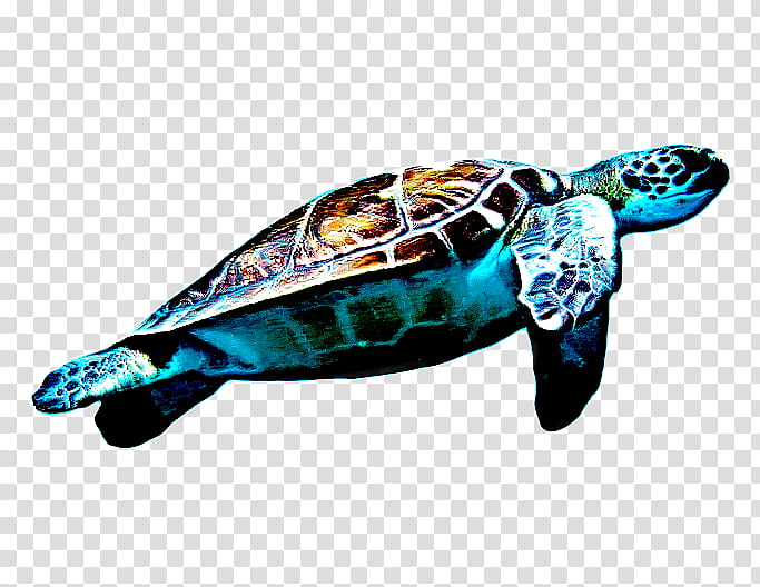 Sea Turtle, Loggerhead Sea Turtle, Modern Sea Turtles, Watercolor Painting, Tortoise, Caretta, Green Sea Turtle, Hawksbill Sea Turtle transparent background PNG clipart