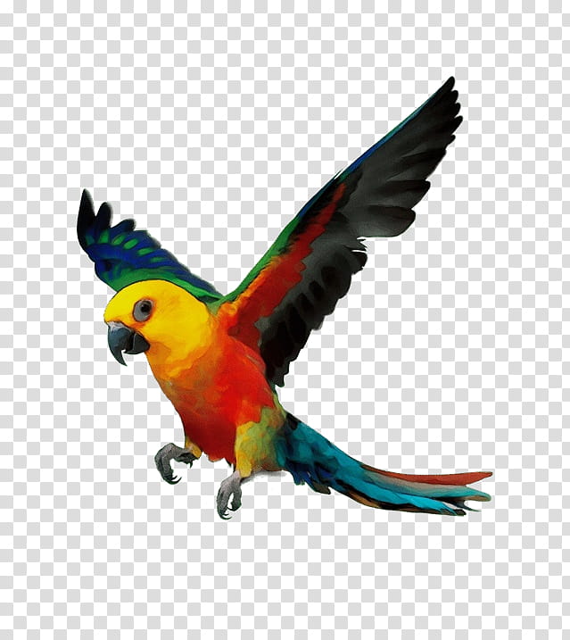 Watercolor, Paint, Wet Ink, Budgerigar, Bird, Lovebird, Cockatiel, True Parrot transparent background PNG clipart