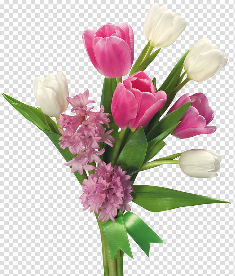 Flower , pink and white tulip flowers transparent background PNG clipart