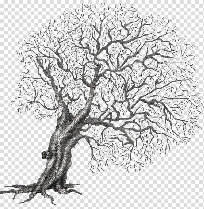 Autumn Winter trees, grey bare tree illustration transparent background PNG clipart