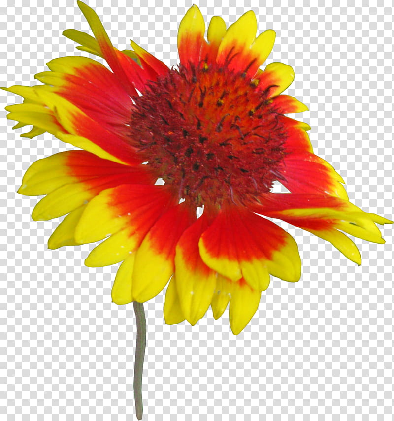 Flowers, Blanket Flowers, Cut Flowers, Annual Plant, Petal, Transvaal Daisy, Yellow, Orange transparent background PNG clipart