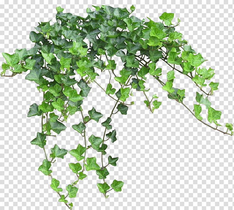 Family Tree Design, Common Ivy, Vine, Drawing, Plant, Leaf, Grass, Branch transparent background PNG clipart