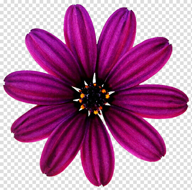 Magenta Daisy transparent background PNG clipart
