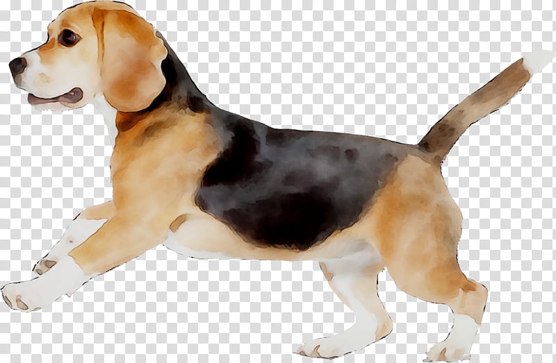 Cartoon Dog, Beagle, Harrier, English Foxhound, Beagleharrier, American Foxhound, Treeing Walker Coonhound, Finnish Hound transparent background PNG clipart