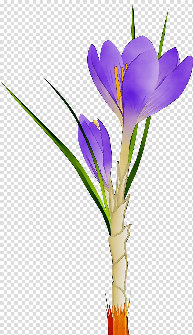 flower flowering plant cretan crocus crocus tommie crocus, Watercolor, Paint, Wet Ink, Spring Crocus, Cut Flowers, Petal, Purple transparent background PNG clipart