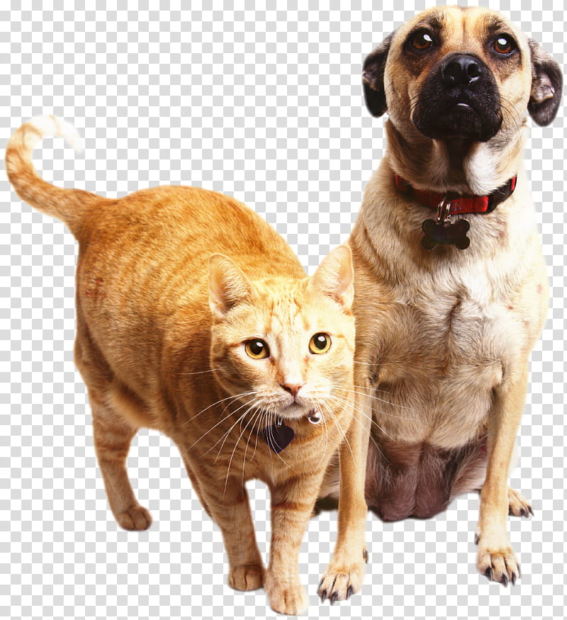 Dog And Cat, Paraveterinary Worker, Veterinarian, Pet, Horse, Veterinary Medicine, Puppy, Technician transparent background PNG clipart