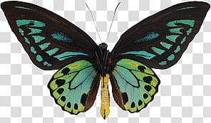 BUTTERFLIES, green and black butterfly transparent background PNG clipart