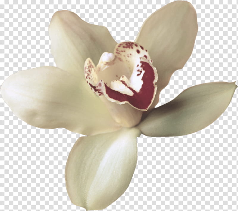 white flower petal plant flowering plant, Magnolia, Magnolia Family, Southern Magnolia, Moth Orchid transparent background PNG clipart