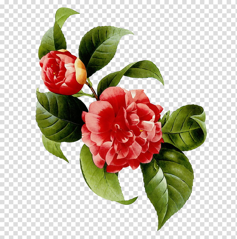 Artificial flower, Watercolor, Paint, Wet Ink, Plant, Pink, Petal, Japanese Camellia transparent background PNG clipart
