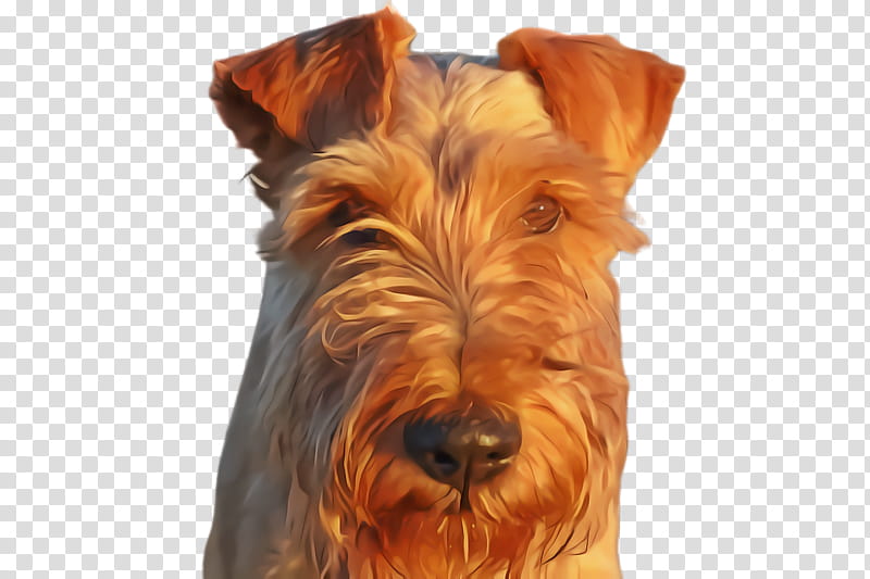 dog dog breed terrier irish terrier snout, Yorkshire Terrier, Scottish Terrier transparent background PNG clipart