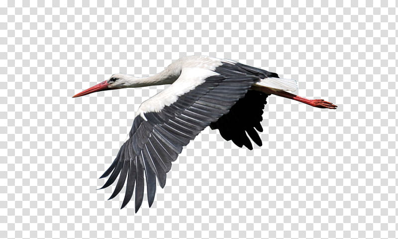 Crane Bird, White Stork, Egret, Great Blue Heron, Beak, Grey Heron, Feather, Little Blue Heron transparent background PNG clipart