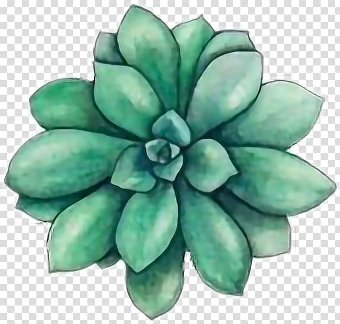 Watercolor Flower, Watercolor Painting, Watercolor Flowers, Succulent Plant, Drawing, Cactus, Watercolor Paper, 2018 transparent background PNG clipart