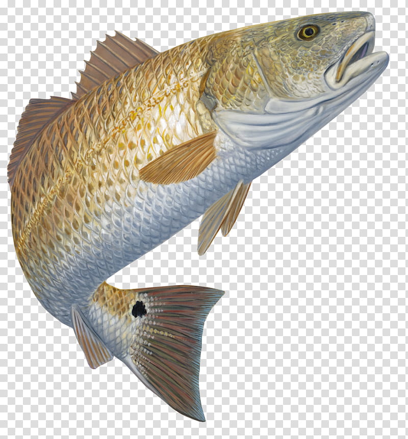 Fishing, Red Drum, Bony Fishes, Decal, BASS Fishing, Black Drum, Fly Fishing, Perch transparent background PNG clipart