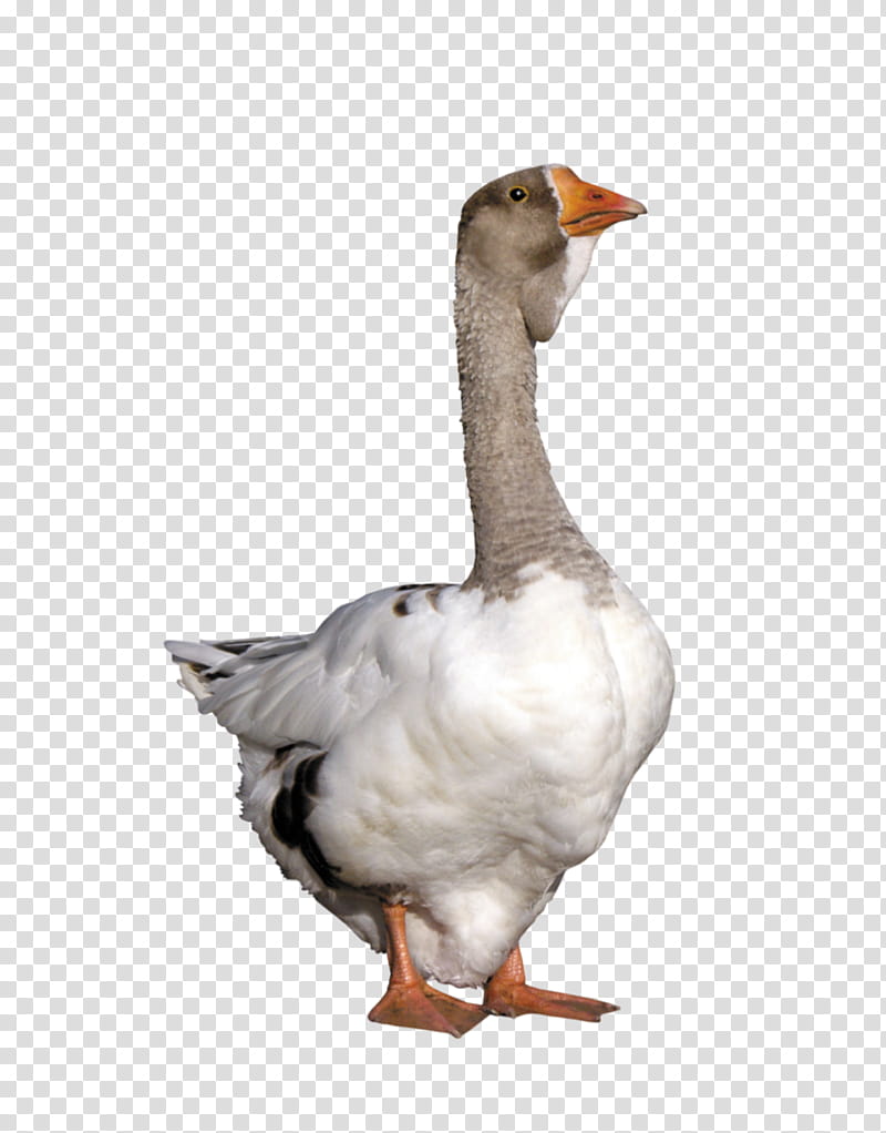 bird goose water bird beak duck, Ducks Geese And Swans, Waterfowl, Live, Neck transparent background PNG clipart