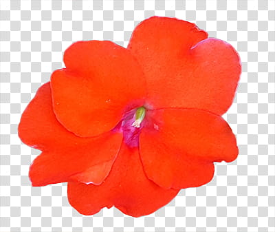 macro of red plumeria flower transparent background PNG clipart