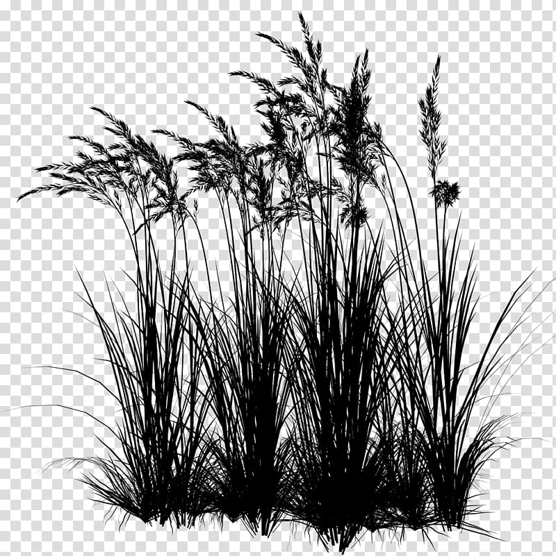 prairie grass clipart