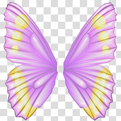 pink and yellow butterfly wings transparent background PNG clipart