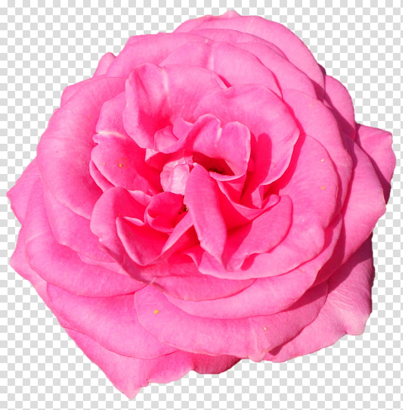 Pink Flower, Garden Roses, Cabbage Rose, Floribunda, Cut Flowers, Peony, Pink M, Rtv Pink transparent background PNG clipart