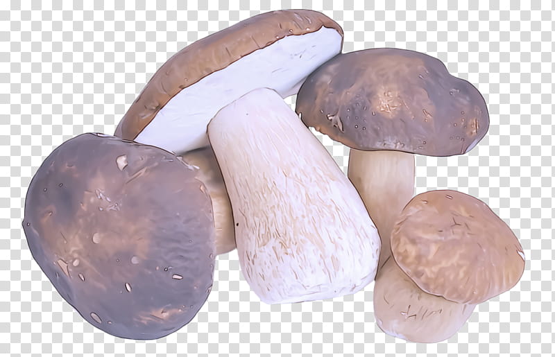 mushroom shiitake penny bun edible mushroom transparent background PNG clipart